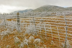 Texas Winter